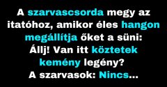 A süni megállítja a szarvasokat az itatónál  (Vicc)