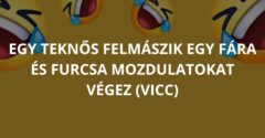Egy teknős felmászik egy fára és furcsa mozdulatokat végez (Vicc)