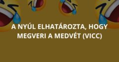 A nyúl elhatározta, hogy megveri a medvét (Vicc)