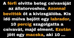 A férfi nagy összegű számlát kap csivavájának kezeléséért (Vicc)