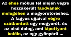 A mókus meglepetést talál a mogyorójában (Vicc)