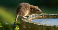 Egyszerű módszerekkel riaszthatod el a patkányokat a kertedből: olcsó és hatékony tippek