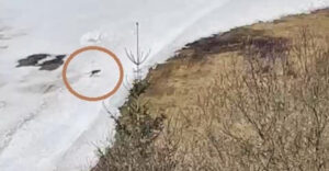 Egy nagyon szokatlan állatot filmezett le egy nő az egyik szlovákiai sípályán. Ez nem egy zerge