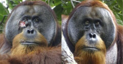 Hihetetlen dolgot tett egy orangután Indonéziában, ilyenre eddig nem volt példa