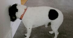 A falnak támasztja a fejét a házi kedvenced? AZONNAL vidd el az állatorvoshoz