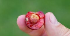 Mi történik, ha megessszük a kukacos cseresznyét? A válasz talán meglepő lesz