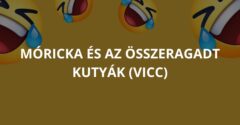 Móricka és az összeragadt kutyák (Vicc)