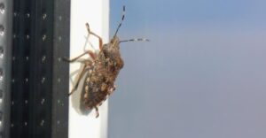 Támadnak a büdösbogarak? Ez az 5 tipp segít távol tartani őket a háztól