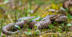 Részeg férfit harapott meg a vipera, de végül a kígyó halt meg alkoholmérgezésben