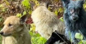 Csernobili kutyák kékre színeződtek! A tudósok lehetséges magyarázattal álltak elő