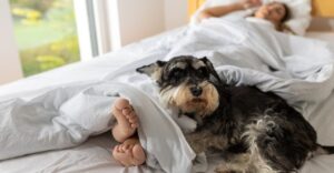 EZ az oka annak, miért nem szabadna soha hagynod, hogy a kutyád az ágyadban aludjon
