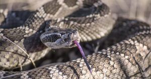 A hüllők titkos fegyvere – hogyan győzik le a vesekövet, ami minket kínoz