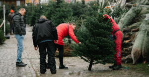 Mikor érdemes megvenni a karácsonyfát? Így marad a legtovább friss