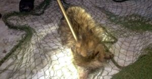 Azt hitte, hogy az út mellett egy kóbor kutya fekszik. Amikor a rendőrök meglátták, nem hittek a szemüknek