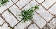 Mondj búcsút a térkövek közötti gyomnak: két olcsó konyhai alapanyag is elég