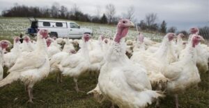 Miért nem látunk általában pulykatojást a szupermarketek polcain? Lehet, hogy meg fog lepni az oka