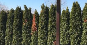 Márciusban add ezt a tápanyagot a tujáknak: a sövényed mélyzöld lesz barna foltok nélkül