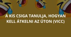 A kis csiga tanulja, hogyan kell átkelni az úton (Vicc)
